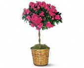 Lamp Light Florist And Gift, Sewell, New Jersey - Azalea Topiary, picture