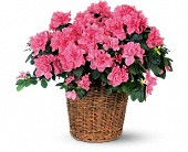 Lamp Light Florist And Gift, Sewell, New Jersey - Pink Azalea, picture