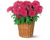 Lamp Light Florist And Gift, Sewell, New Jersey - Purple Chrysanthemum, picture