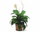 Lamp Light Florist And Gift, Sewell, New Jersey - Small Spathiphyllum Plant, picture