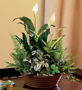 Lamp Light Florist And Gift, Sewell, New Jersey - White Garden, picture