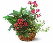 Lamp Light Florist And Gift, Sewell, New Jersey - Dish Garden with Pinks, picture