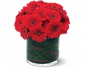 Lamp Light Florist And Gift, Sewell, New Jersey - Red Gerbera Collection, picture