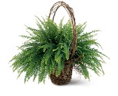 Lamp Light Florist And Gift, Sewell, New Jersey - Faithful Fern, picture