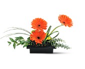 Lamp Light Florist And Gift, Sewell, New Jersey - Teleflora's Zen Gerbera Bowl, picture